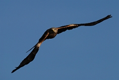 David Plant Photography - Wildlife Photography - Red kite - F